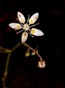 Saxifraga ferruginea 20-9795